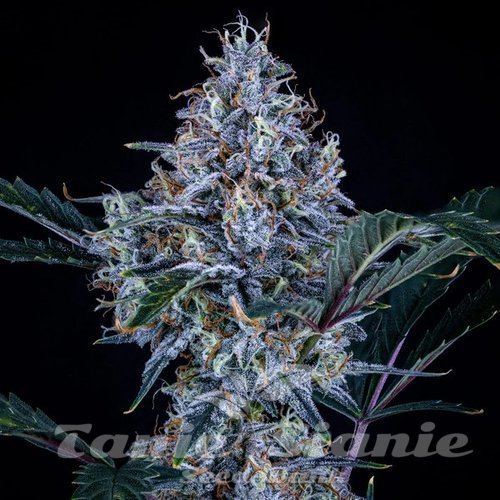 Nasiona Marihuany Sundae Thumper Auto - MEPHISTO GENETICS