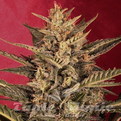 Nasiona Marihuany Sunset Vibes Auto - G13 LABS