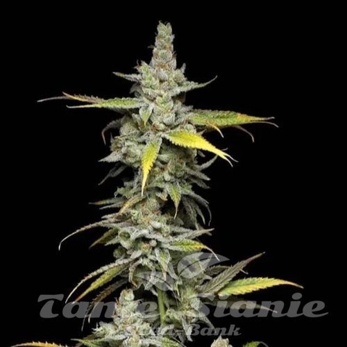 Super Blue Haze - Green Bodhi