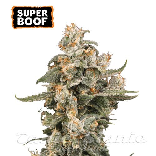 Super Boof Auto - SEED STOCKERS