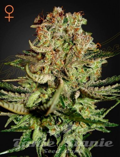 Nasiona Marihuany Super Bud - GREEN HOUSE SEEDS