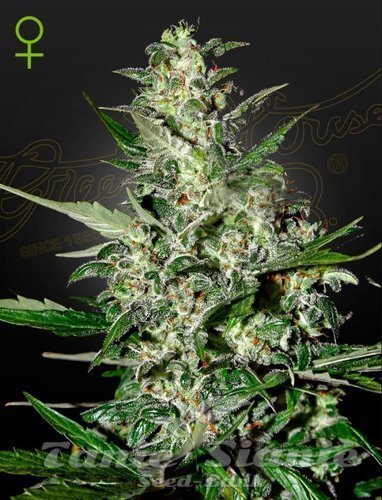Nasiona Marihuany Super Critical Auto - GREEN HOUSE SEEDS