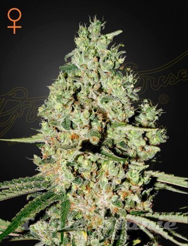 Nasiona Marihuany Super Critical - GREEN HOUSE SEEDS