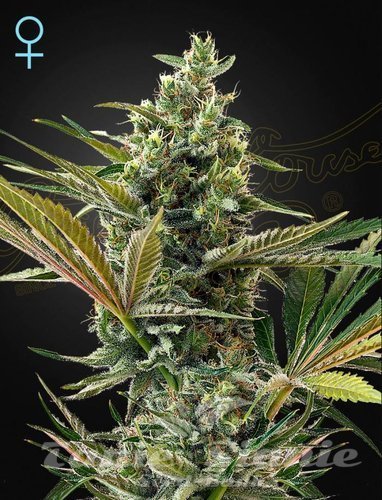 Nasiona Marihuany Super Lemon Haze Auto CBD - GREEN HOUSE SEEDS