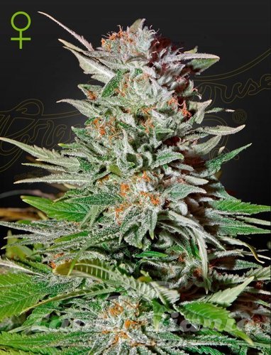 Nasiona Marihuany Super Lemon Haze Autoflowering - GREEN HOUSE SEEDS