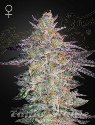 Nasiona Marihuany Super Lemon Haze x GMO - GREEN HOUSE SEEDS