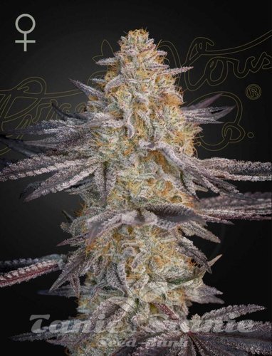 Nasiona Marihuany Super Lemon Haze x RS11 - GREEN HOUSE SEEDS