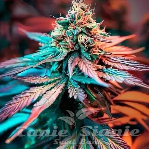 Sweet Afghan Delicious F1 Auto