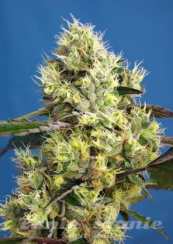Nasiona Marihuany Sweet Gelato Auto - SWEET SEEDS