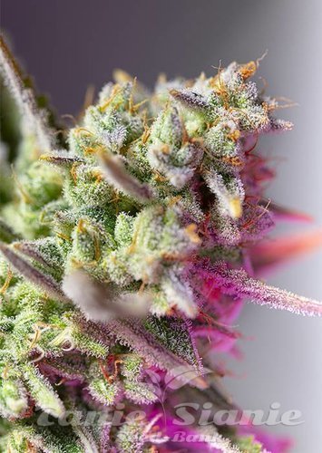 Nasiona Marihuany Sweet Mimosa XL Auto - SWEET SEEDS