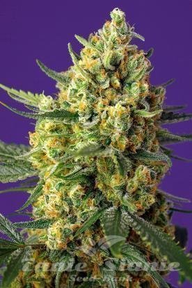 Nasiona Marihuany Crystal Candy XL Auto - SWEET SEEDS