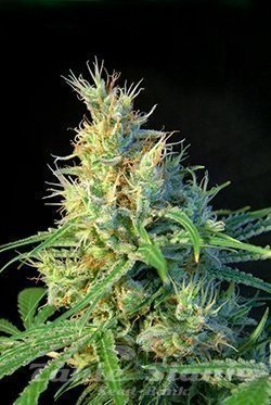 Nasiona Marihuany Psicodelicia - SWEET SEEDS