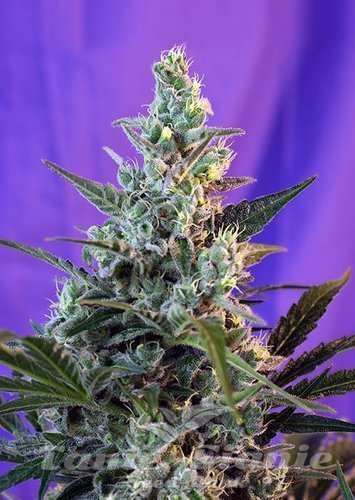 Nasiona Marihuany Sweet Skunk Auto - SWEET SEEDS