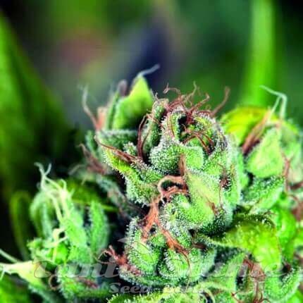 Nasiona Marihuany Tahoe Cure - PYRAMID SEEDS