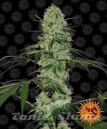 Nasiona Marihuany Tangerine Dream Auto - BARNEY'S FARM