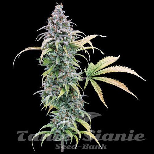 Nasiona Marihuany Thai Herer 99 - BROTHERS GRIMM SEEDS