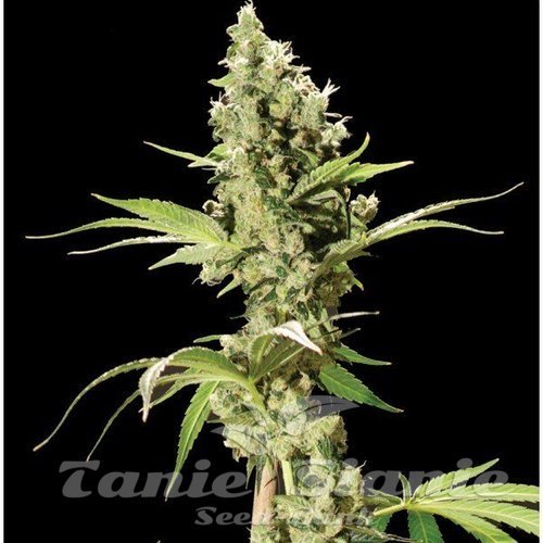 Nasiona Marihuany Sour Diesel - THE BULLDOG SEEDS