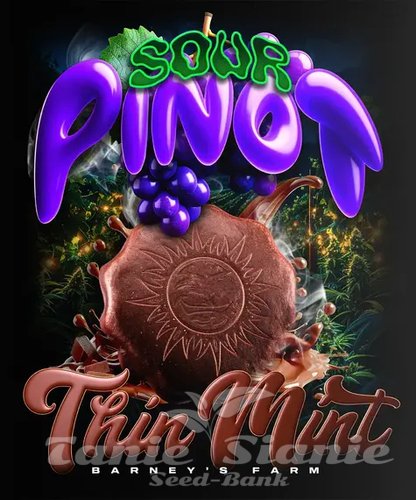 Nasiona Marihuany Thin Mint x Sour Pinot Auto - BARNEY'S FARM