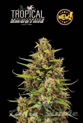 Tropical Zmoothie Auto - SEED STOCKERS