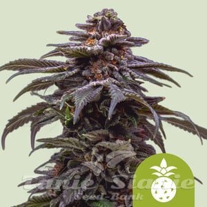 Nasiona Marihuany Tropicana Cookies Purple Auto - ROYAL QUEEN SEEDS