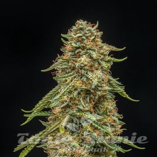 Turtle Taffy Auto - ATLAS SEEDS