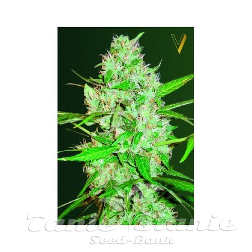 Nasiona Marihuany Auto White Russian XXL - Victory Seeds
