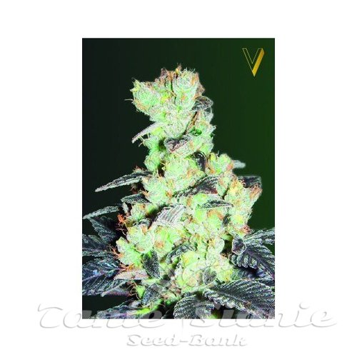 Nasiona Marihuany NYV Diesel - Victory Seeds