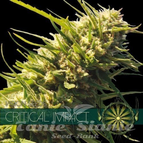 Nasiona Marihuany Critical Impact - Vision Seeds
