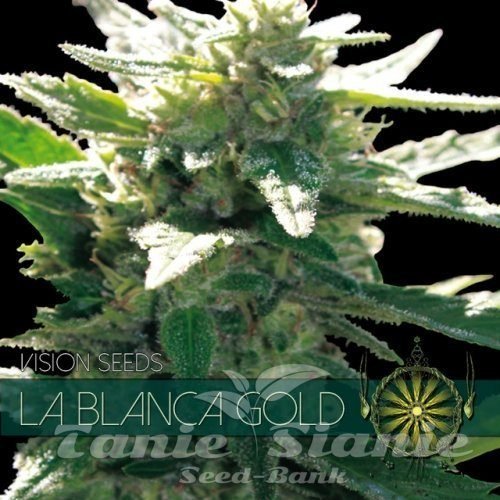 Nasiona Marihuany La Blanca Gold - Vision Seeds