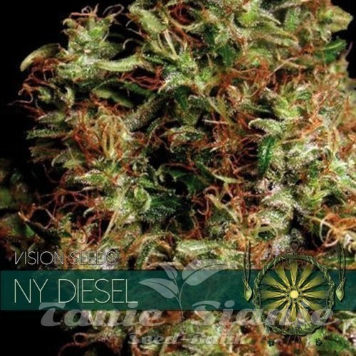 Nasiona Marihuany NY Diesel - Vision Seeds