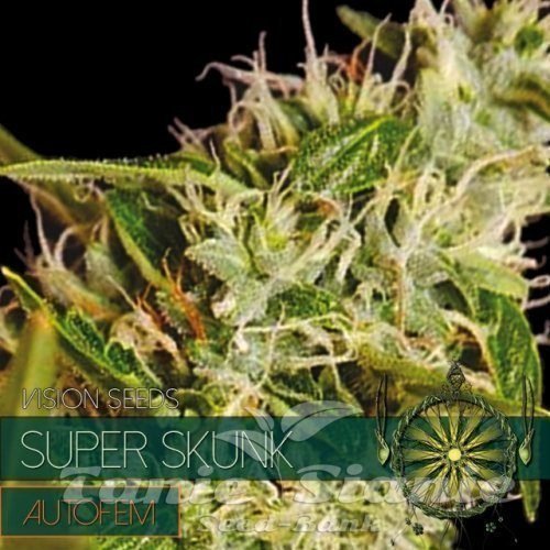 Nasiona Marihuany Super Skunk Auto - Vision Seeds