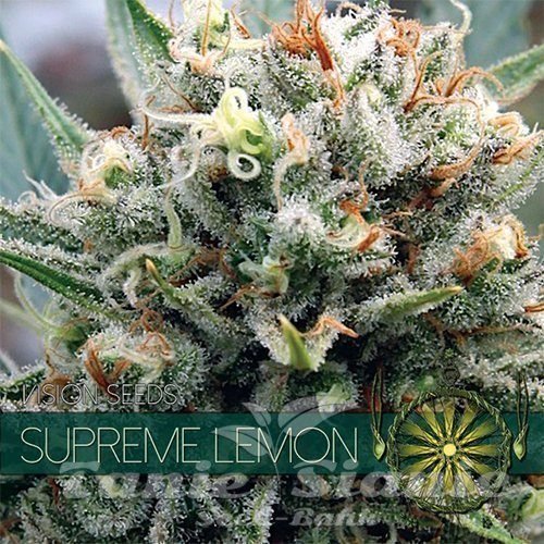 Nasiona Marihuany Supreme Lemon - Vision Seeds