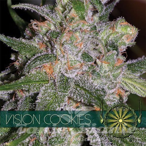 Nasiona Marihuany Vision Cookies - Vision Seeds