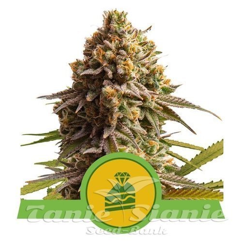 Nasiona Marihuany Wedding Cake Auto - ROYAL QUEEN SEEDS