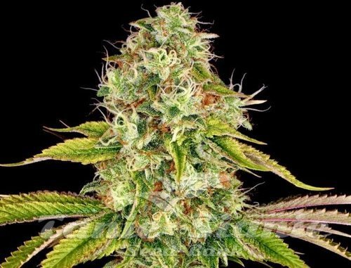 Wedding Cake - BIOGENETIC