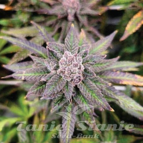 Wedding Cake x Do-Si-Dos