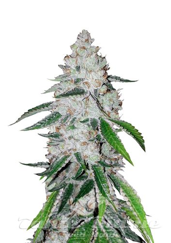 Nasiona Marihuany West Coast OG Auto - FASTBUDS