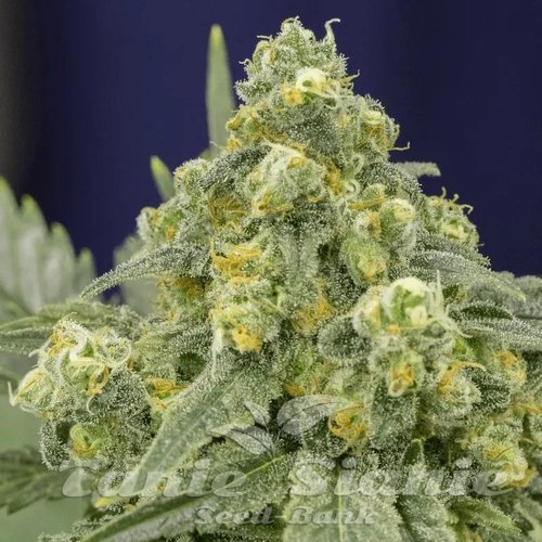 White Widow - SILENT SEEDS