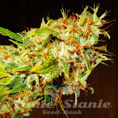 Nasiona Marihuany Zamaldelica - ACE SEEDS