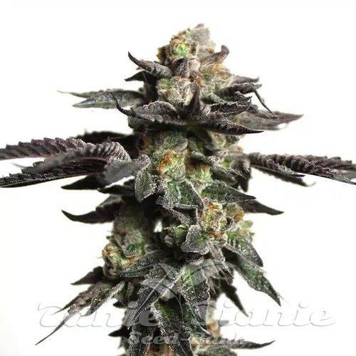 Zombie Death Fuck - BLIMBURN SEEDS