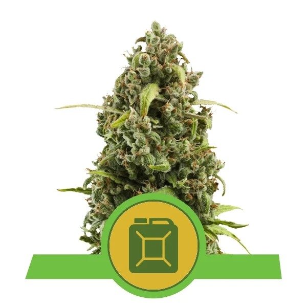 Diesel Automatic Royal Queen Seeds