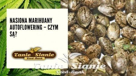 Nasiona marihuany autoflowering – czym są?