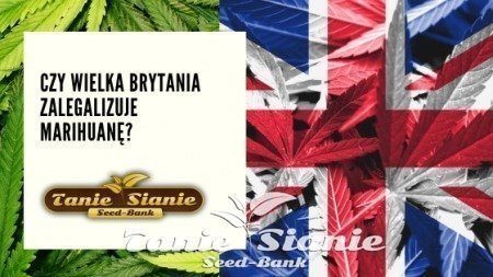 Czy Wielka Brytania zalegalizuje marihuanę? Blog TanieSianie.pl