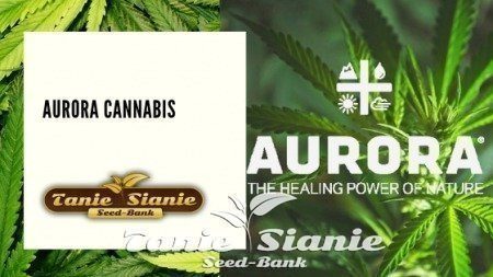 Aurora Cannabis