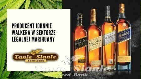 Producent Johnnie Walkera w sektorze legalnej marihuany