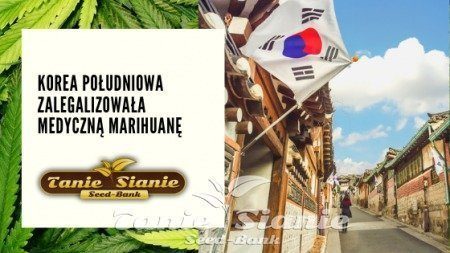 Korea Południowa zalegalizowała medyczną marihuanę