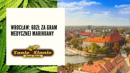 Wrocław: 60zł za gram medycznej marihuany