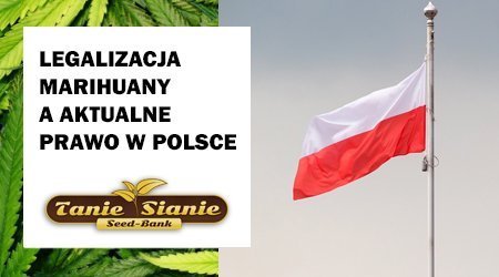 Legalizacja marihuany a aktualne prawo w Polsce