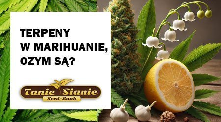 Terpeny w marihuanie: Czym są terpeny konopne i jaki mają wpływ na zdrowie?