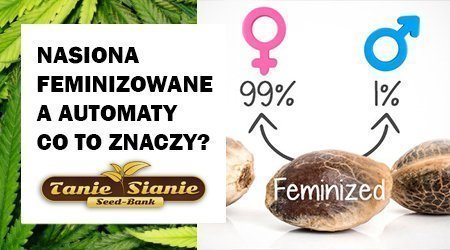 Nasiona Feminizowane a Automatyczne - Co to znaczy?